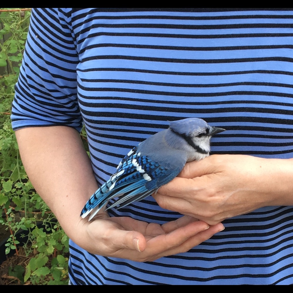 Yesteryear Memories of Blue Jays in my Garden...